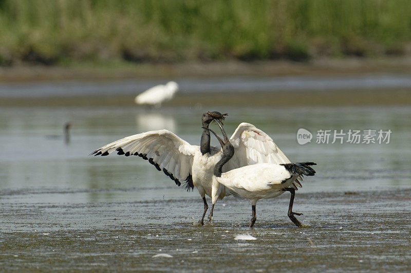 圣鹮(Threskiornis aethiopicus)